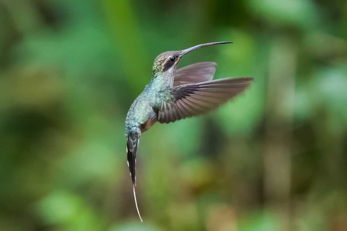 Green Hermit - ML613716769