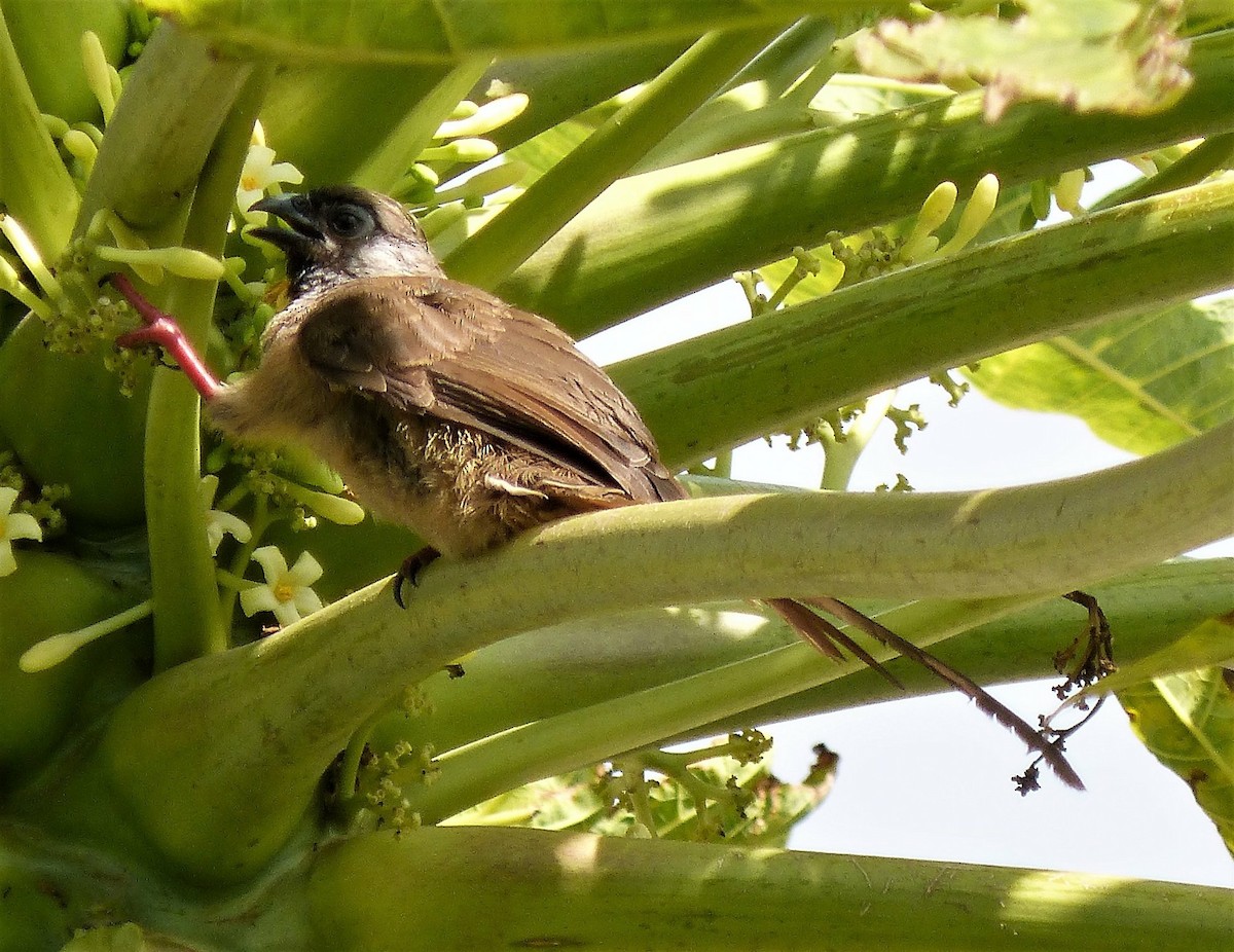 Speckled Mousebird - ML613716786