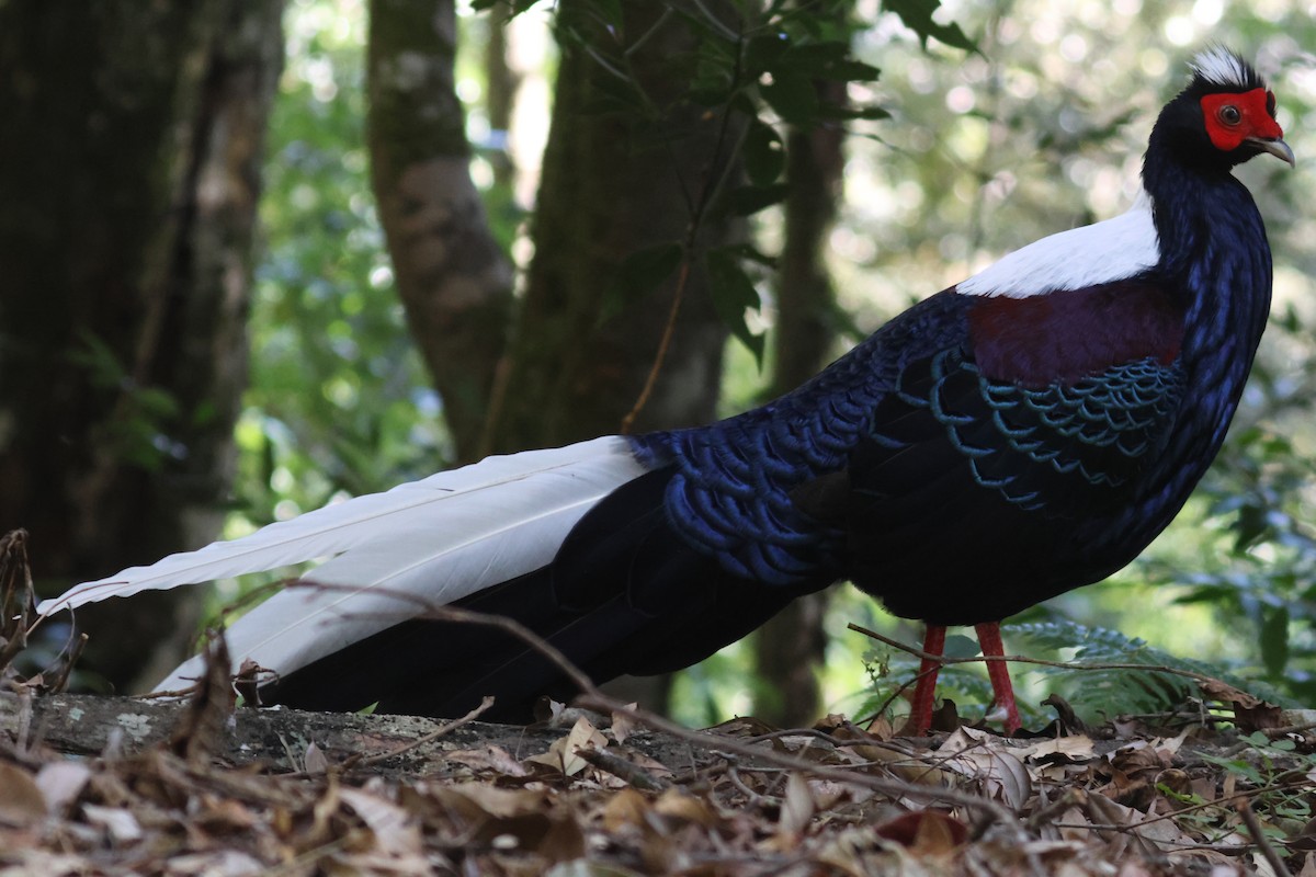 Swinhoe's Pheasant - 尤 俊華