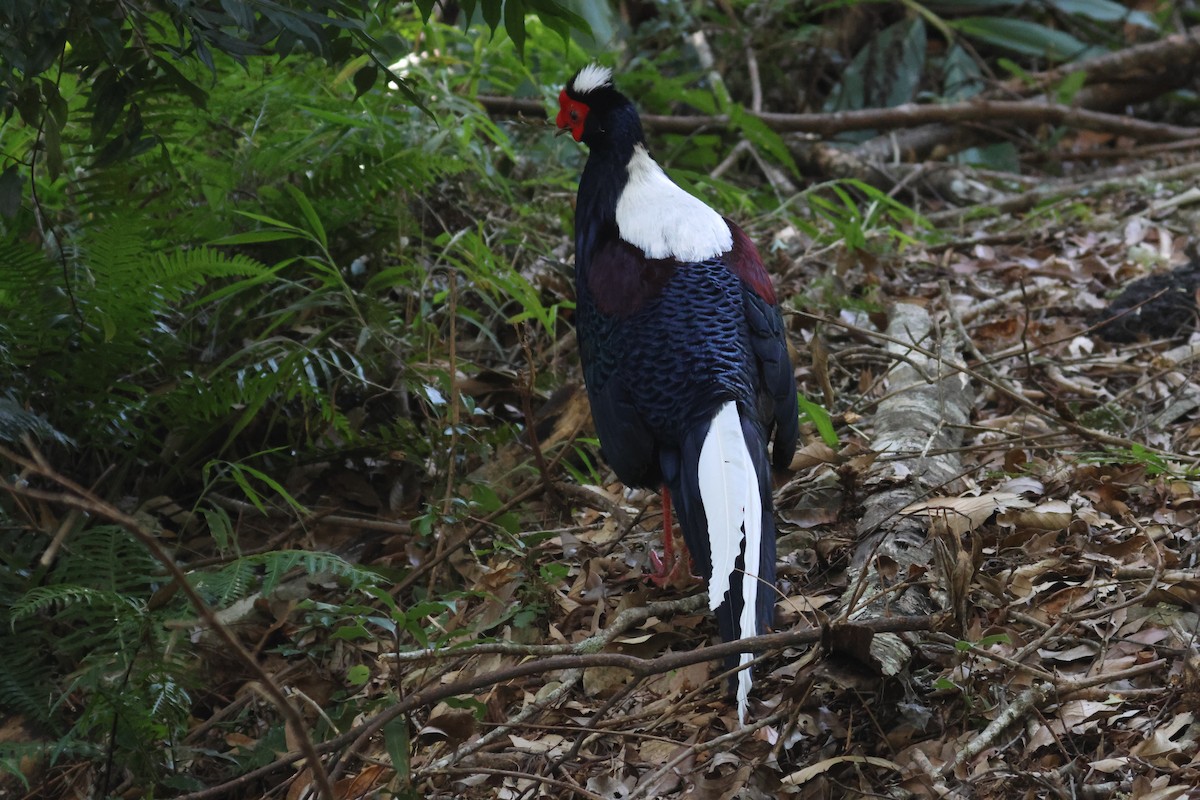 Swinhoe's Pheasant - 尤 俊華