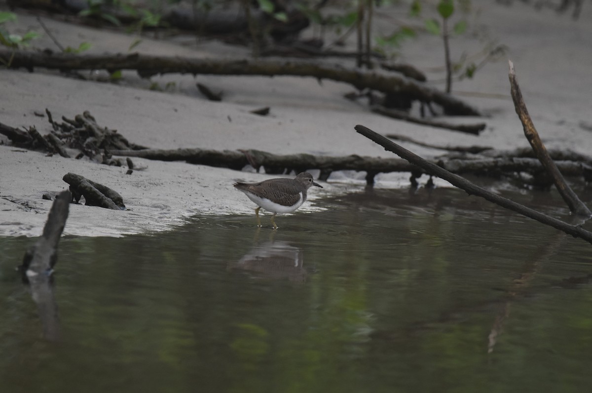 Spotted Sandpiper - Jeff Palis