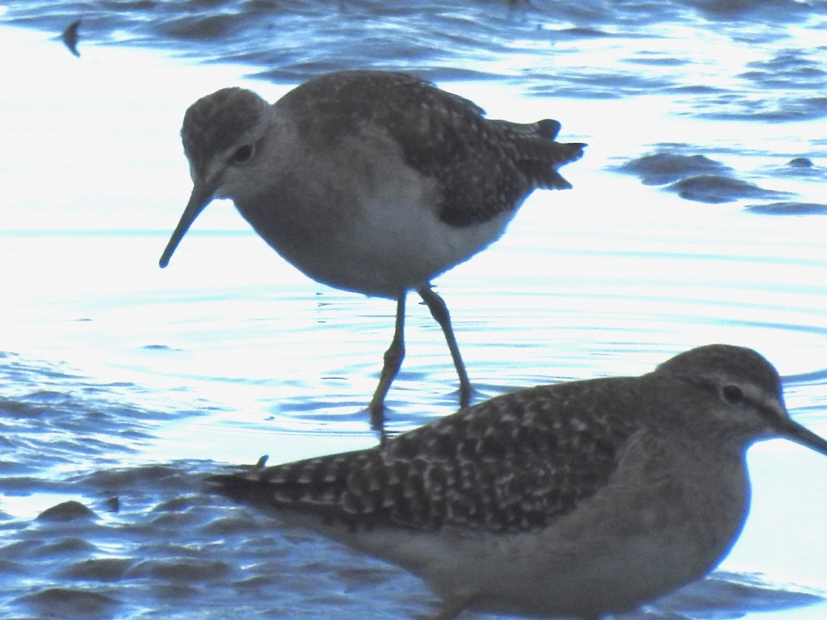 Wood Sandpiper - ML613716987