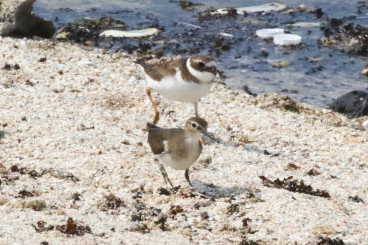 Common Sandpiper - ML613717008