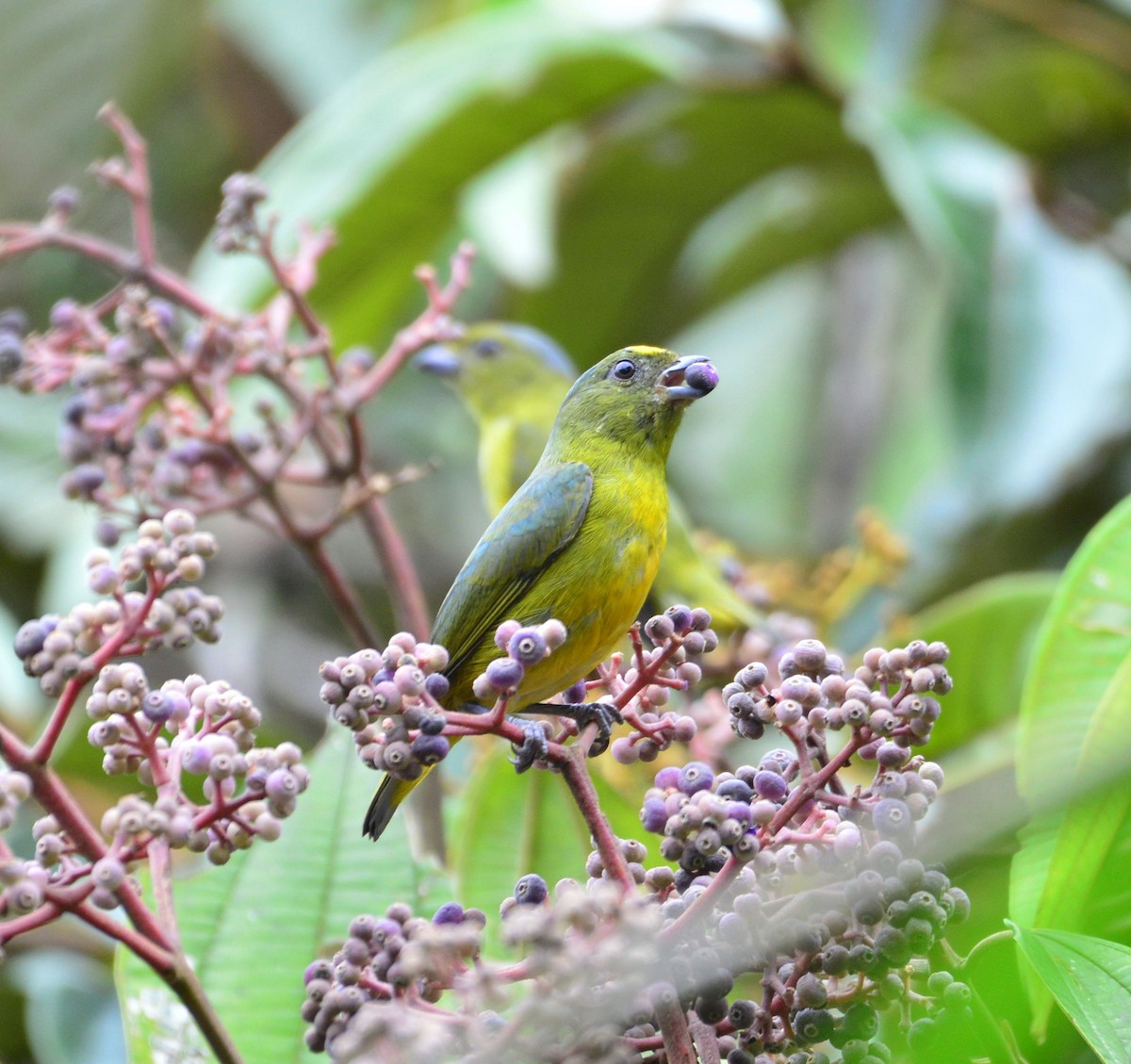 Bronze-green Euphonia - Daysy Vera Castro