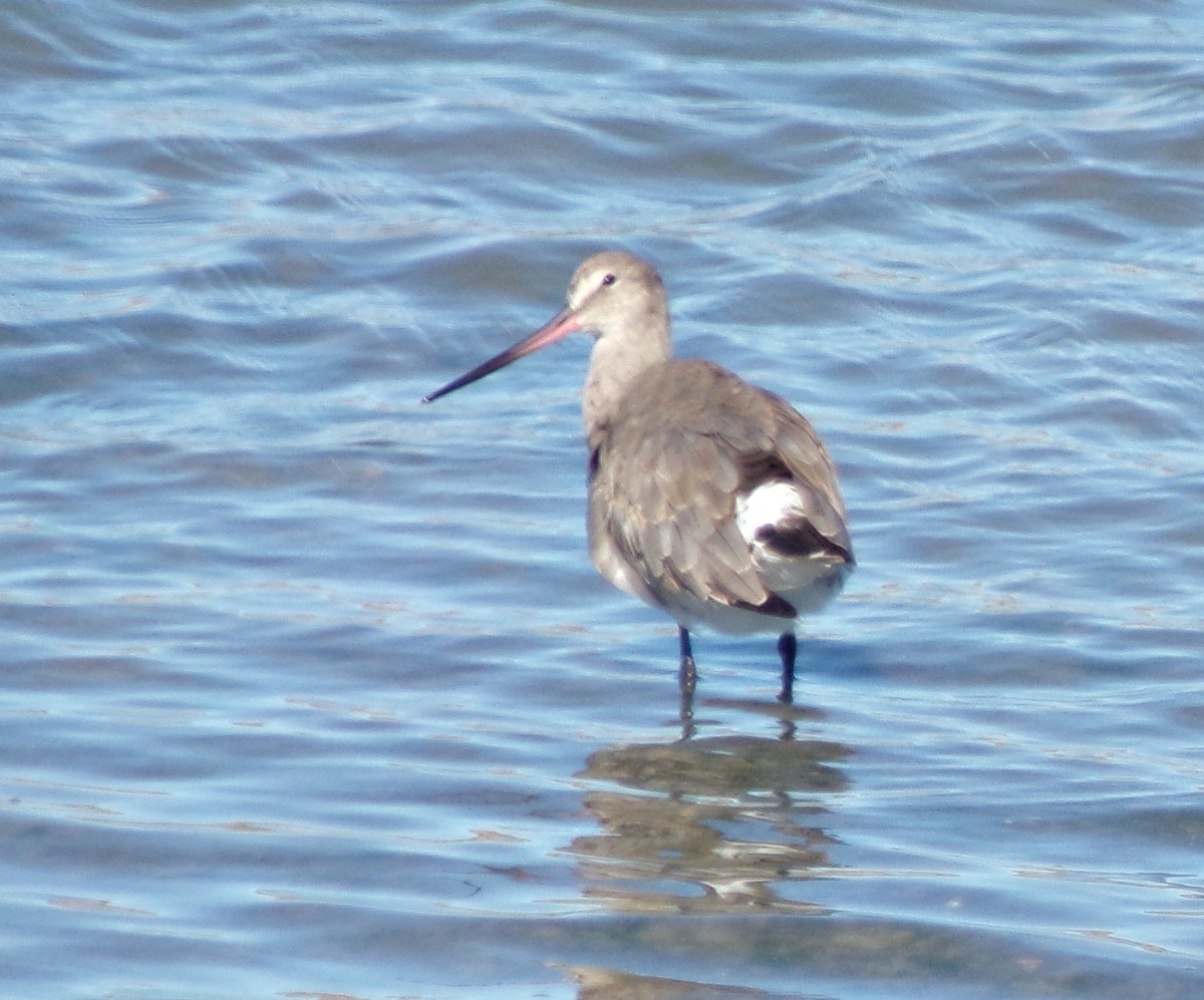 Hudsonian Godwit - ML613717048