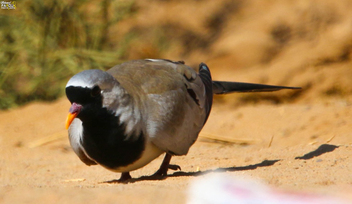 Namaqua Dove - Mohamed Farouk