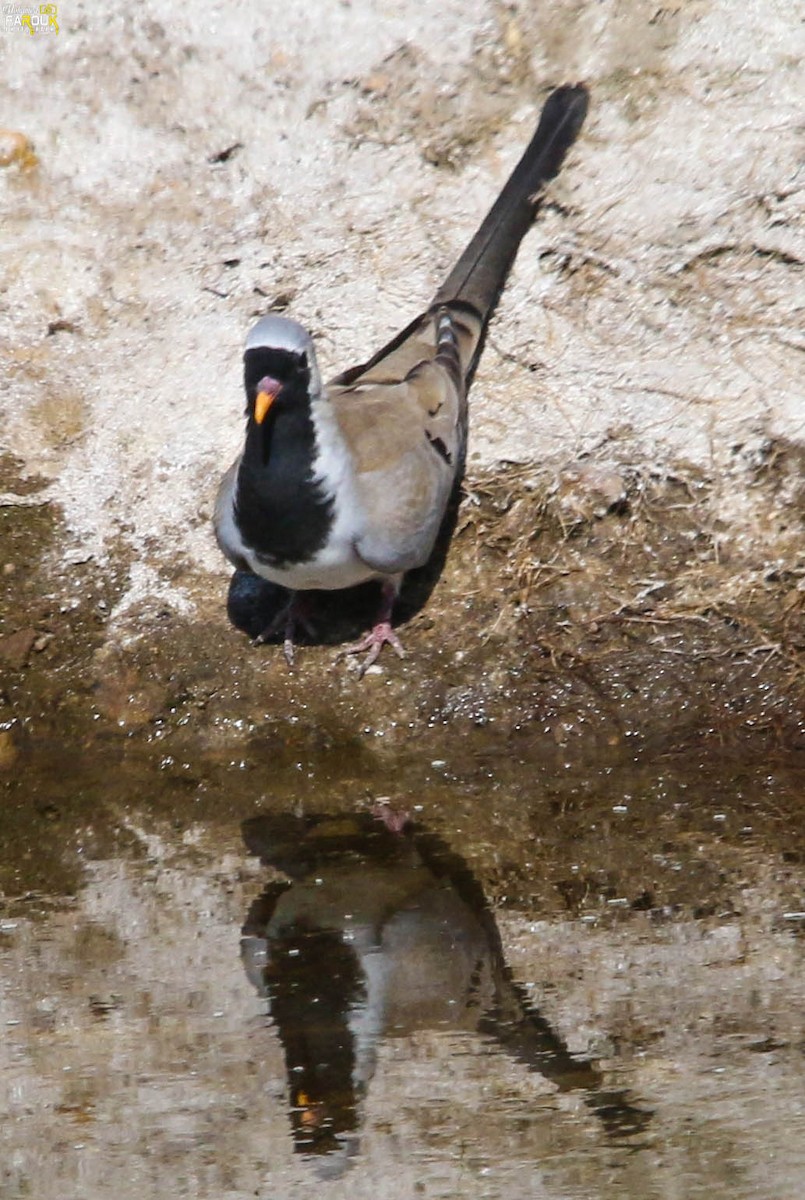 Namaqua Dove - Mohamed Farouk