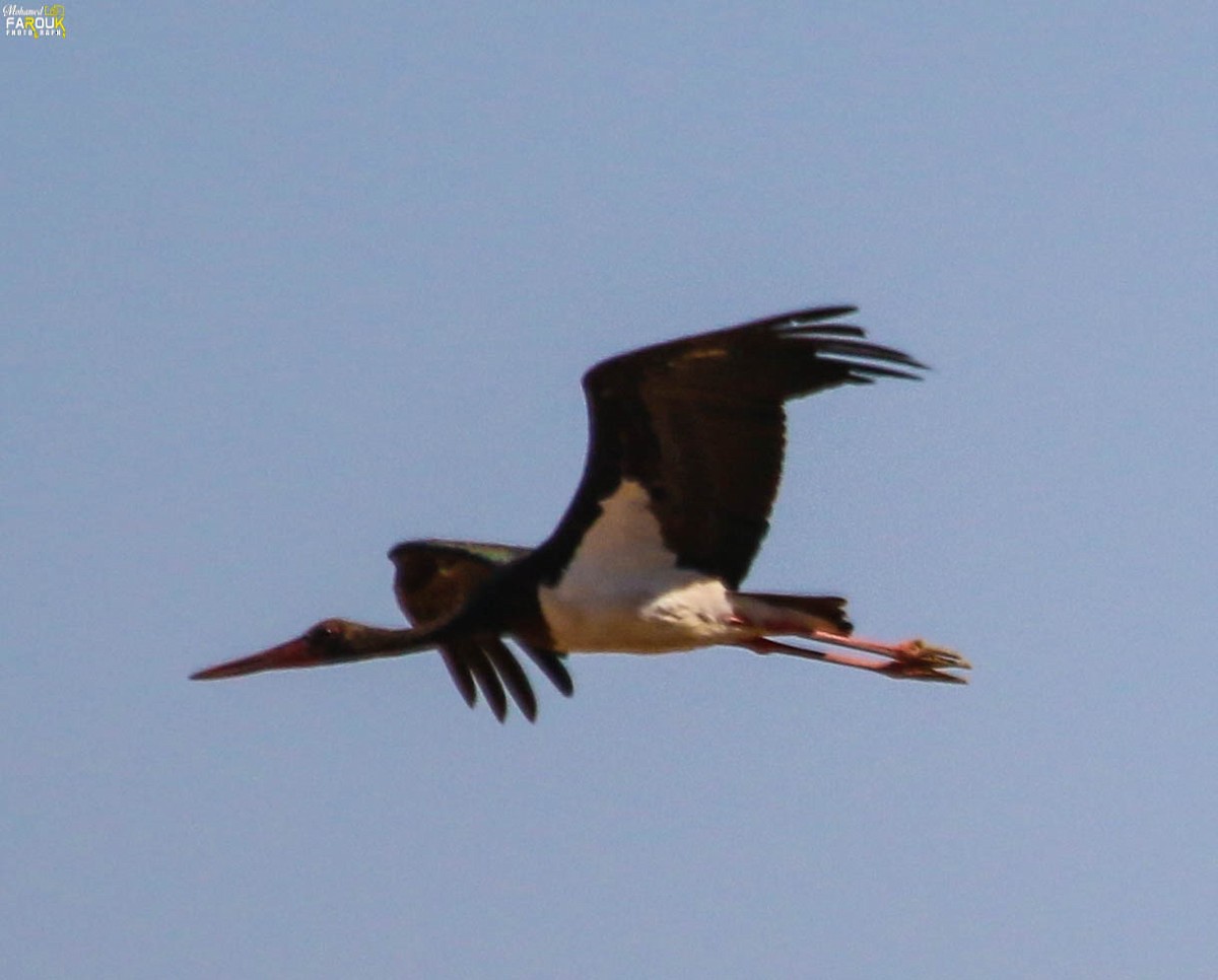 חסידה שחורה - ML613717082