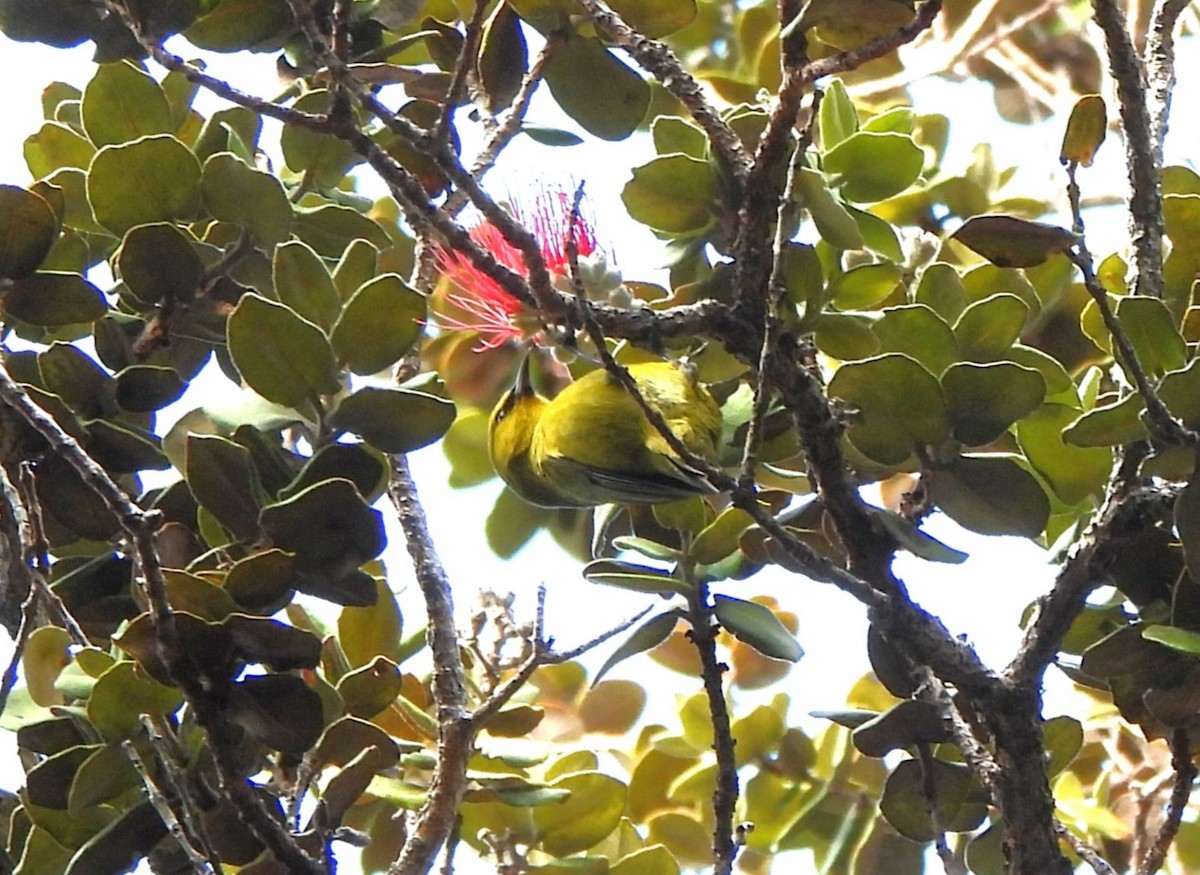 Hawaii-Amakihikleidervogel - ML613717085