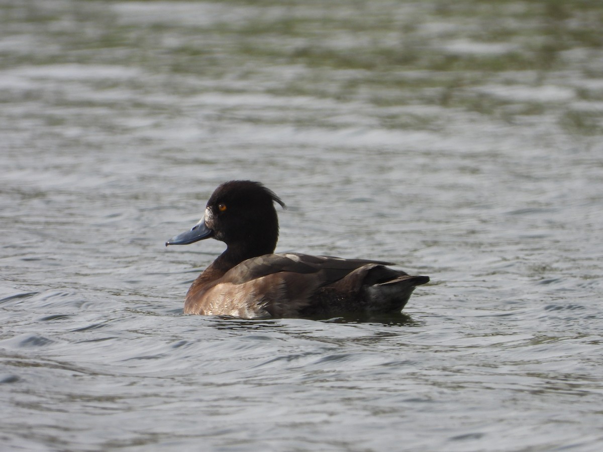 鳳頭潛鴨 - ML613717097