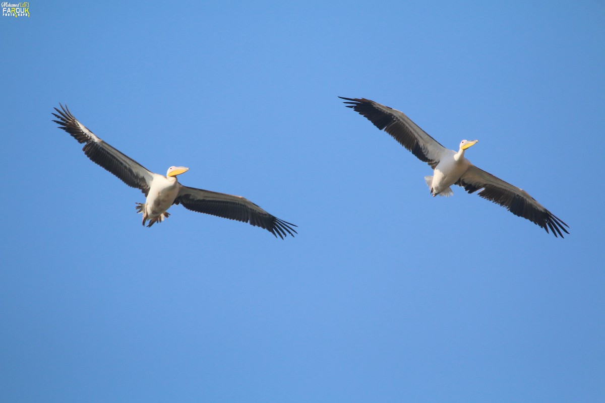 Great White Pelican - ML613717102