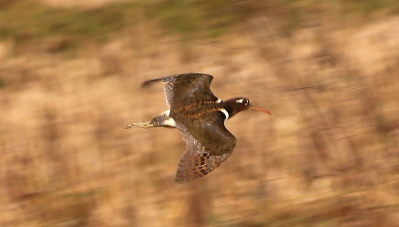 Greater Painted-Snipe - ML613717123