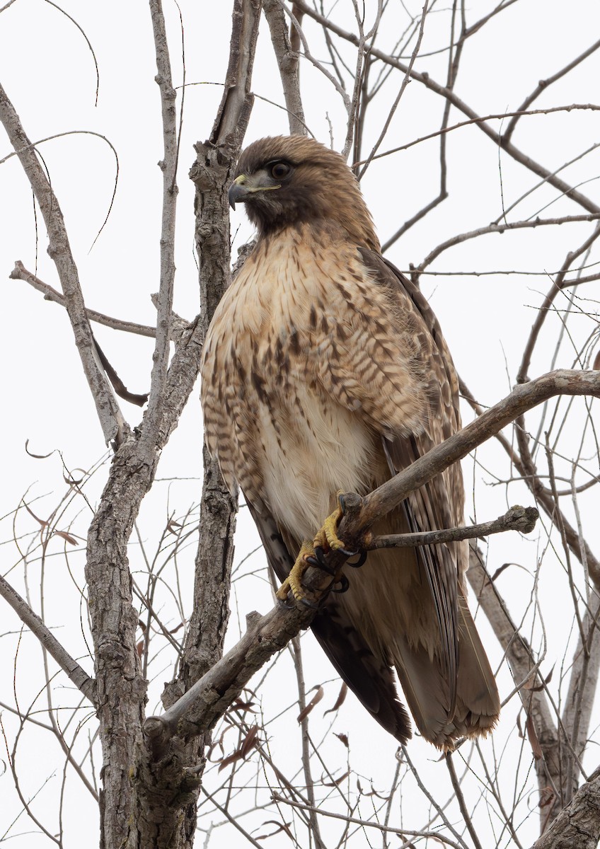 Red-tailed Hawk - ML613717268