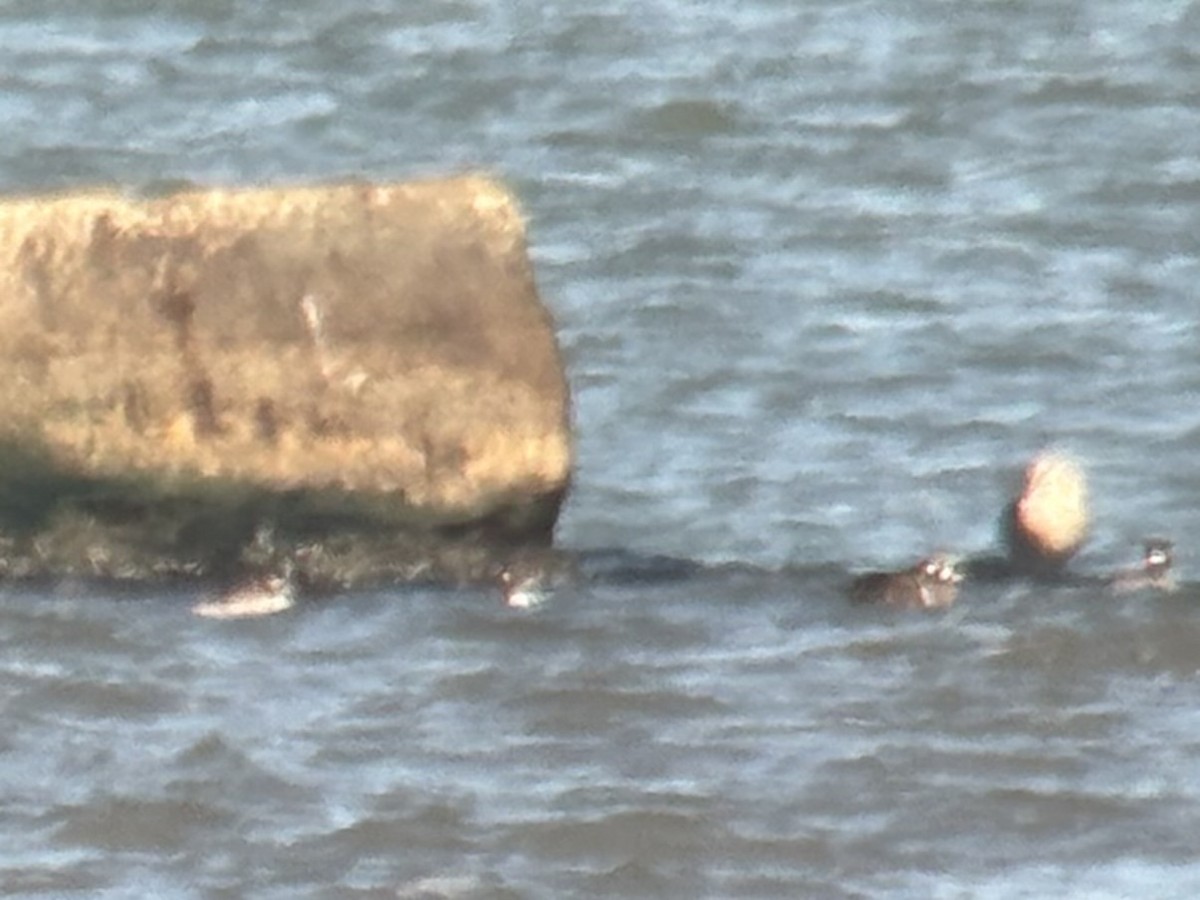 Harlequin Duck - ML613717270