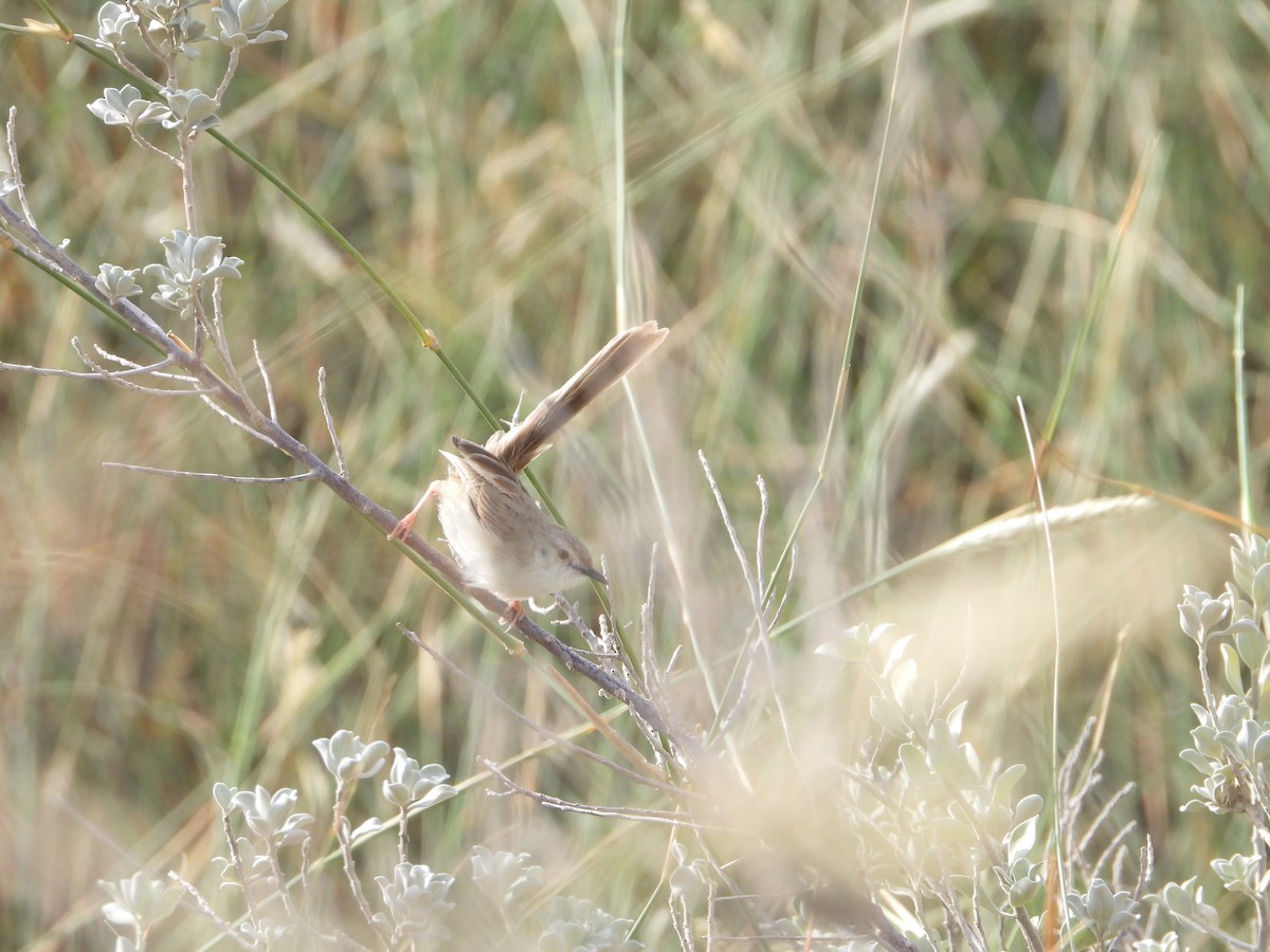 Delicate Prinia - ML613717353