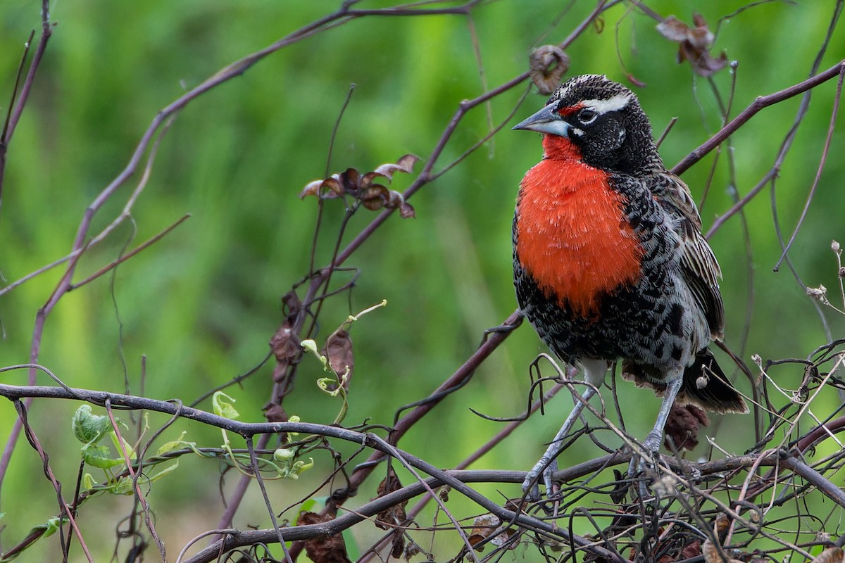 Peruvian Meadowlark - ML613717393