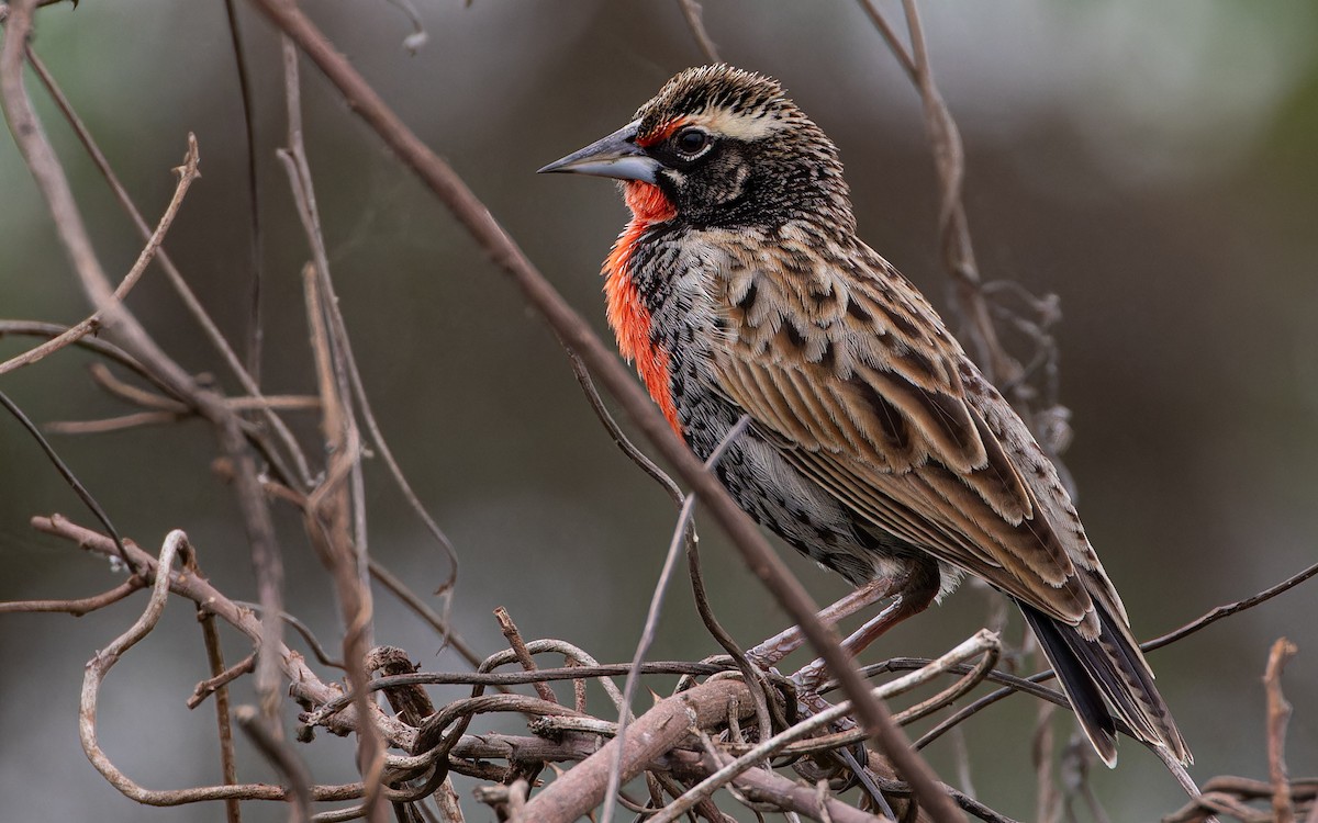 Peruvian Meadowlark - ML613717394