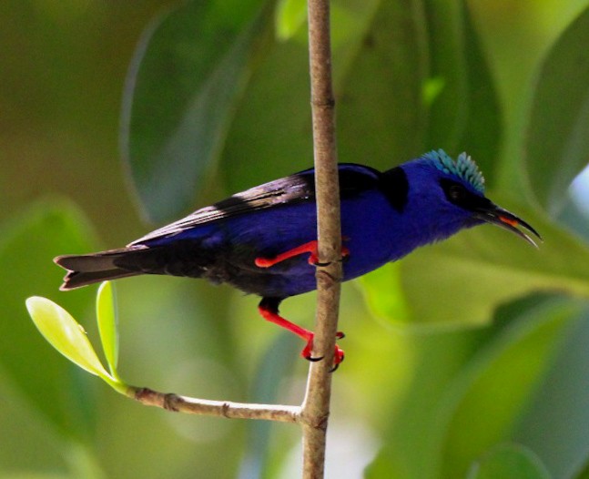 Red-legged Honeycreeper - ML613717440