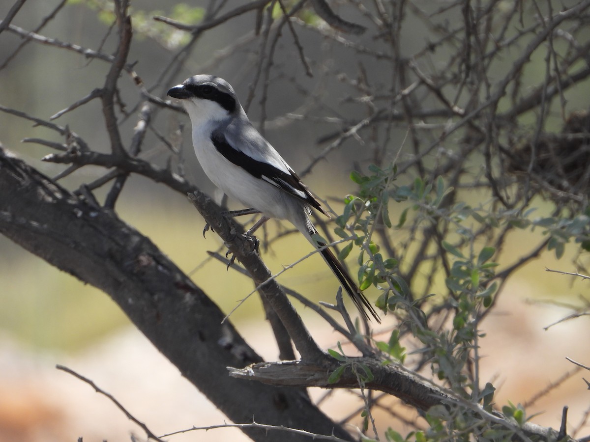 Great Gray Shrike - ML613717490