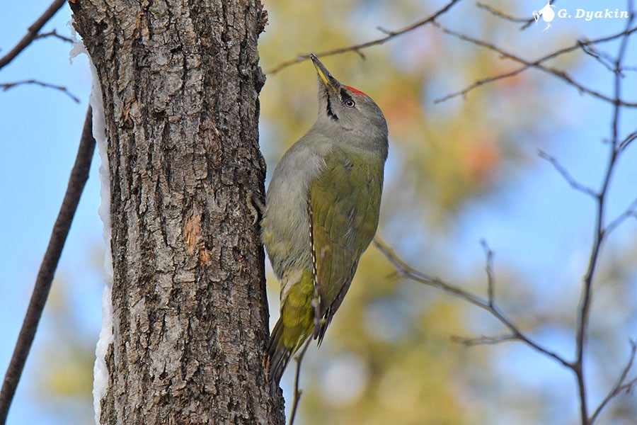 Gray-headed Woodpecker - Gennadiy Dyakin