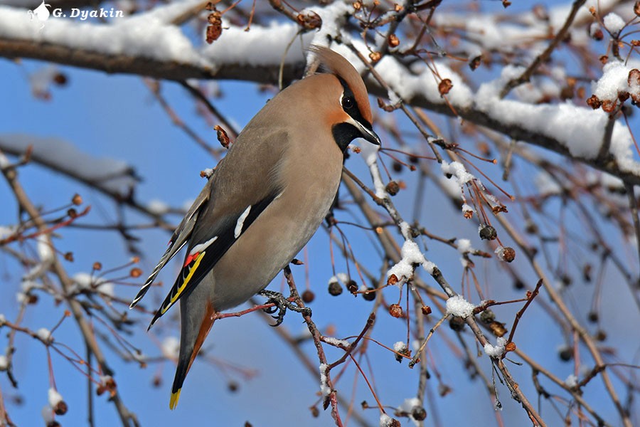 Bohemian Waxwing - Gennadiy Dyakin