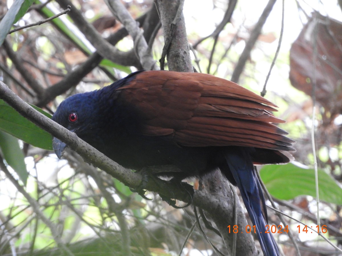 Greater Coucal - ML613717557