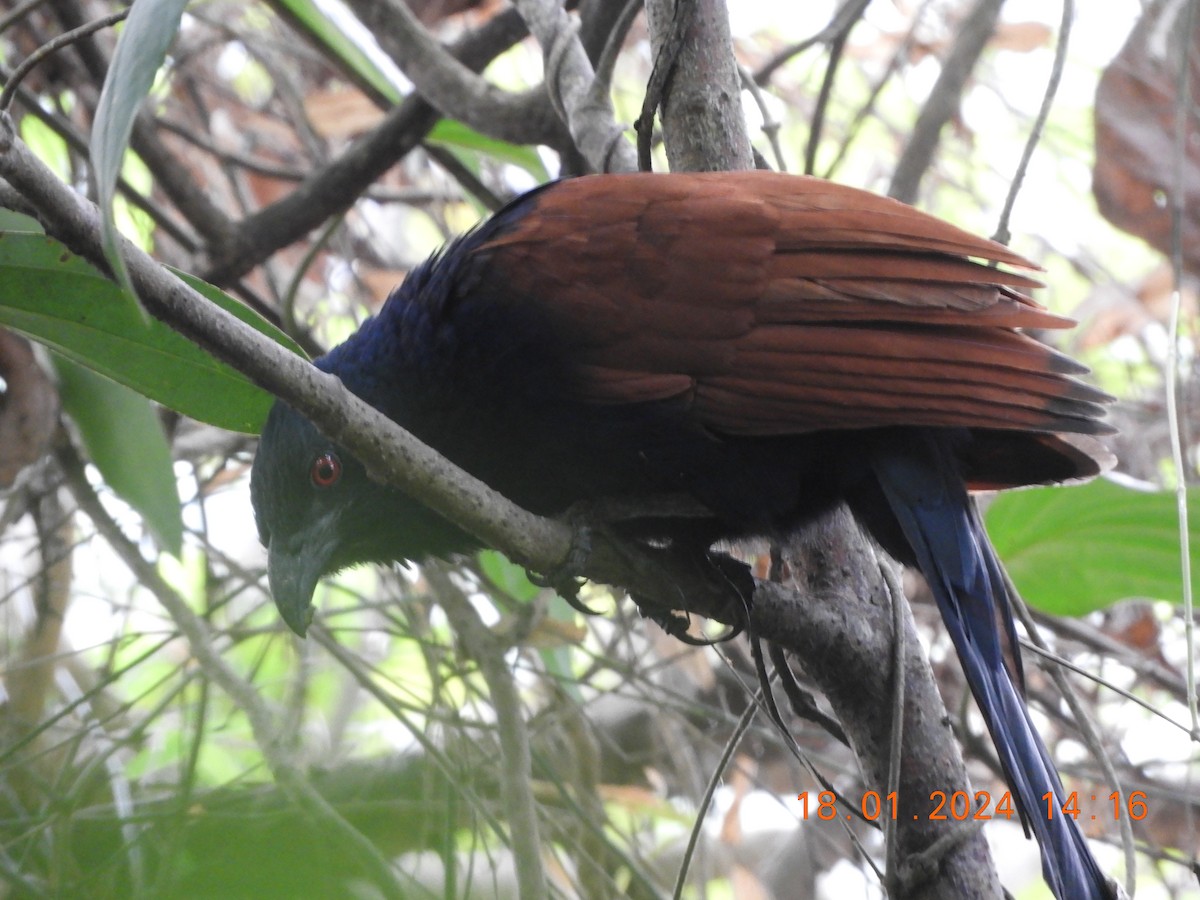 Greater Coucal - ML613717558