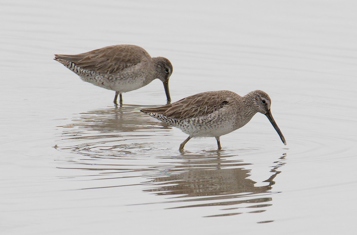 Short-billed Dowitcher - ML613717567