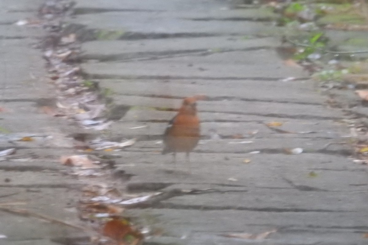 Orange-headed Thrush - David Kuster