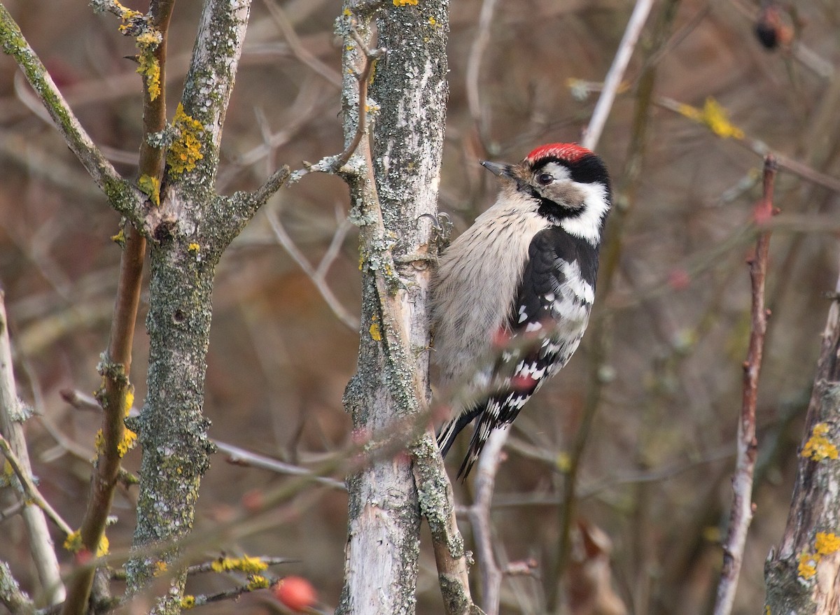 Lesser Spotted Woodpecker - ML613717588