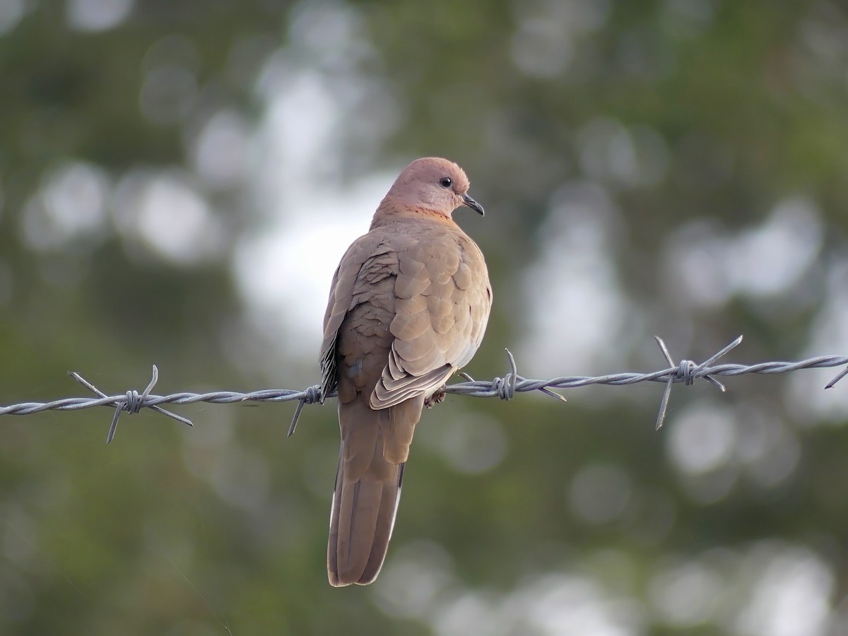 Laughing Dove - ML613717632