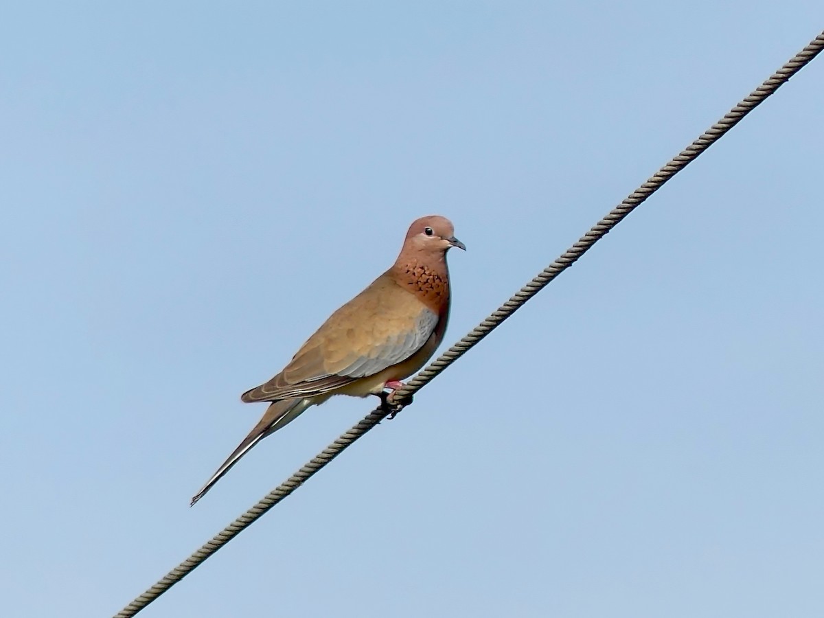 Laughing Dove - ML613717635