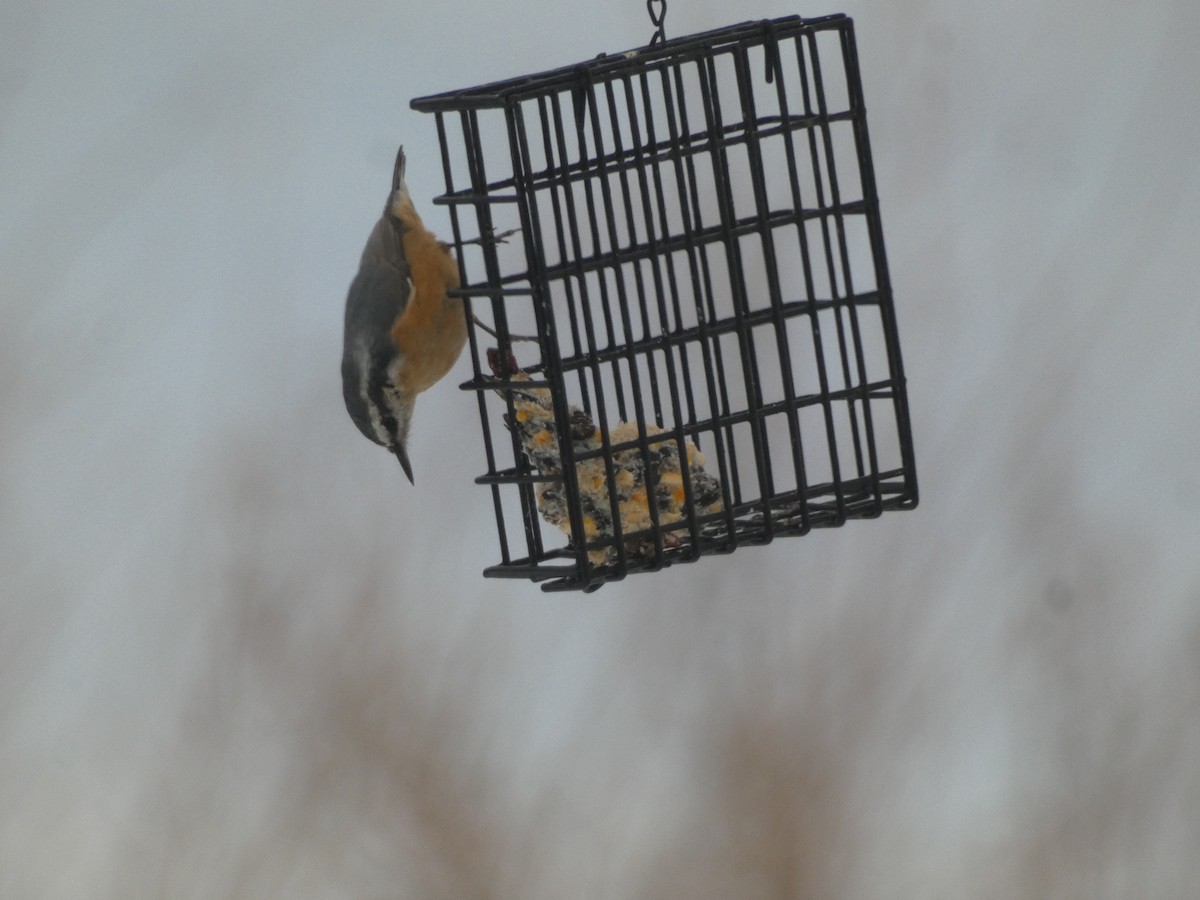 Red-breasted Nuthatch - Dan Boyden