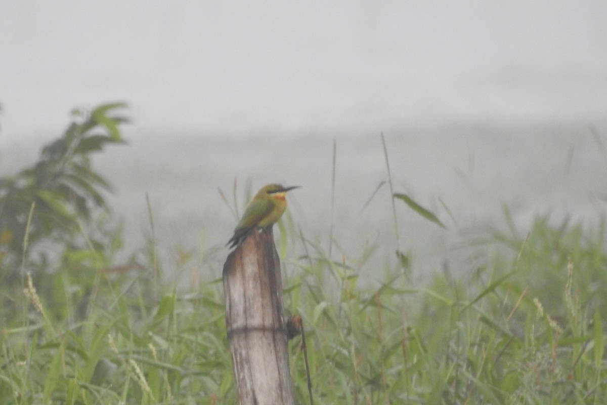 Blue-tailed Bee-eater - ML613717655