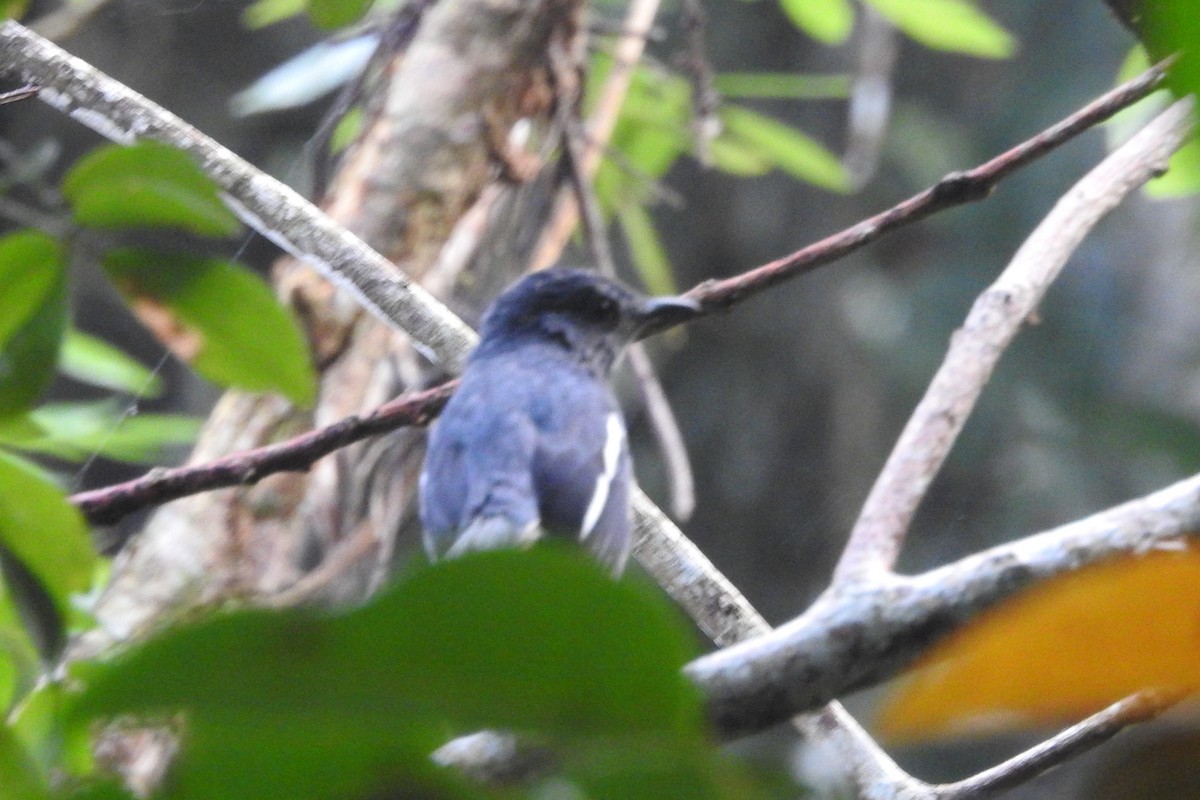 Oriental Magpie-Robin - ML613717676