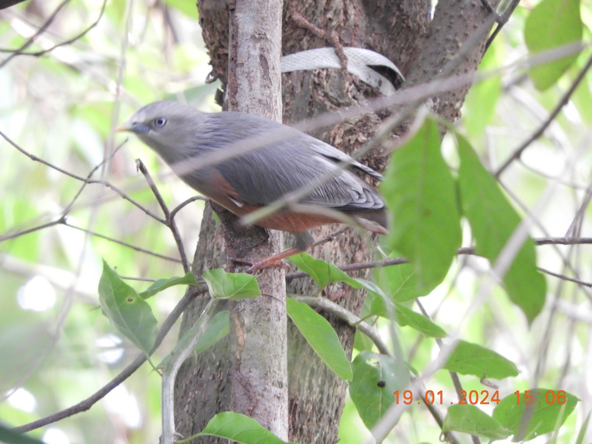 Chestnut-tailed/Malabar Starling - ML613717677