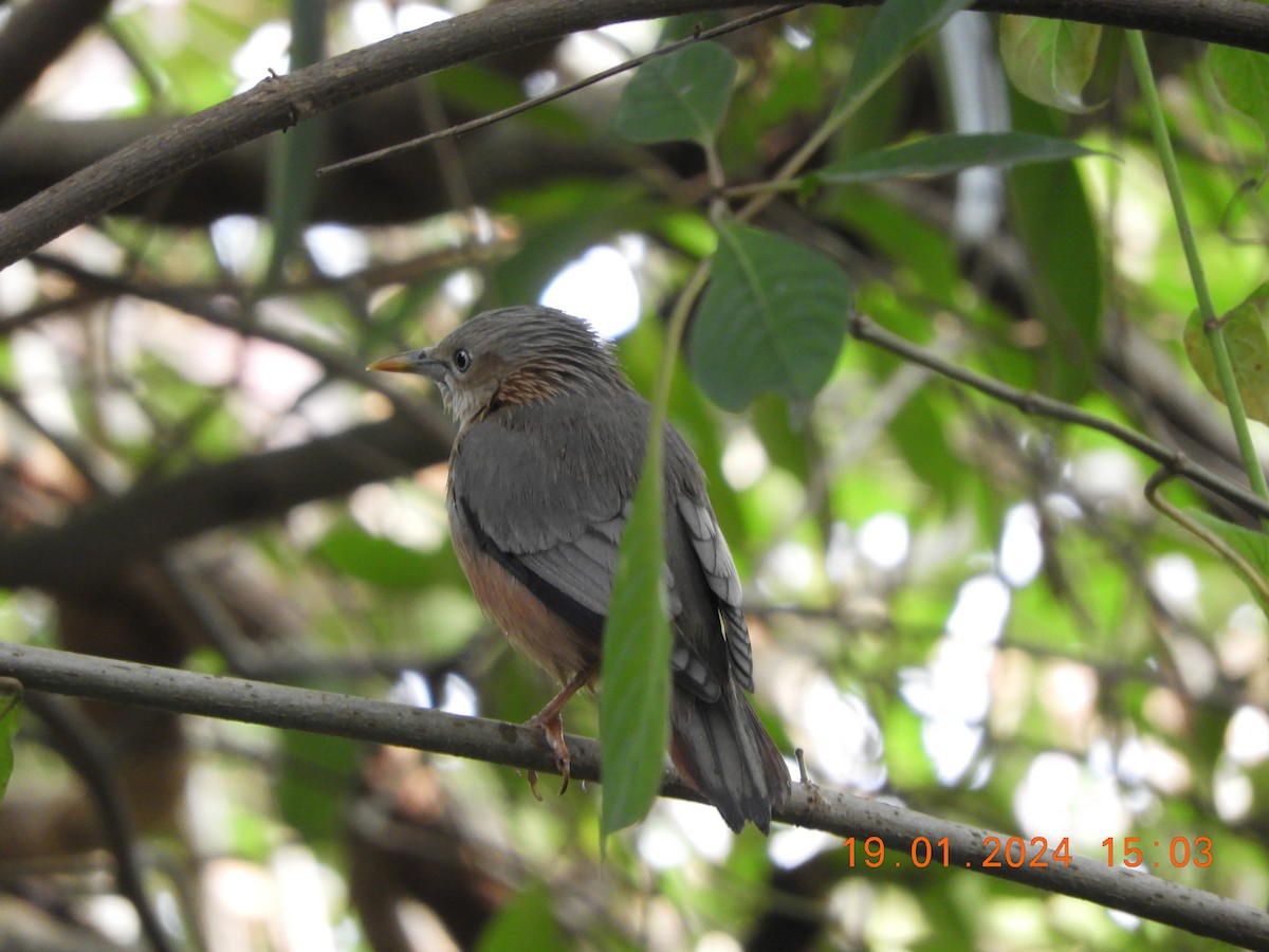 Chestnut-tailed/Malabar Starling - ML613717678