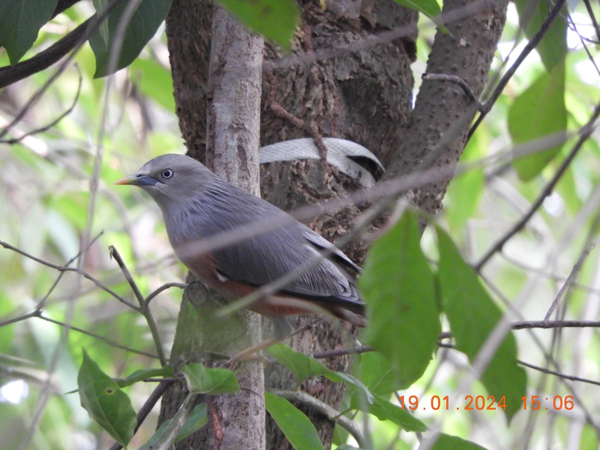 Chestnut-tailed/Malabar Starling - ML613717680