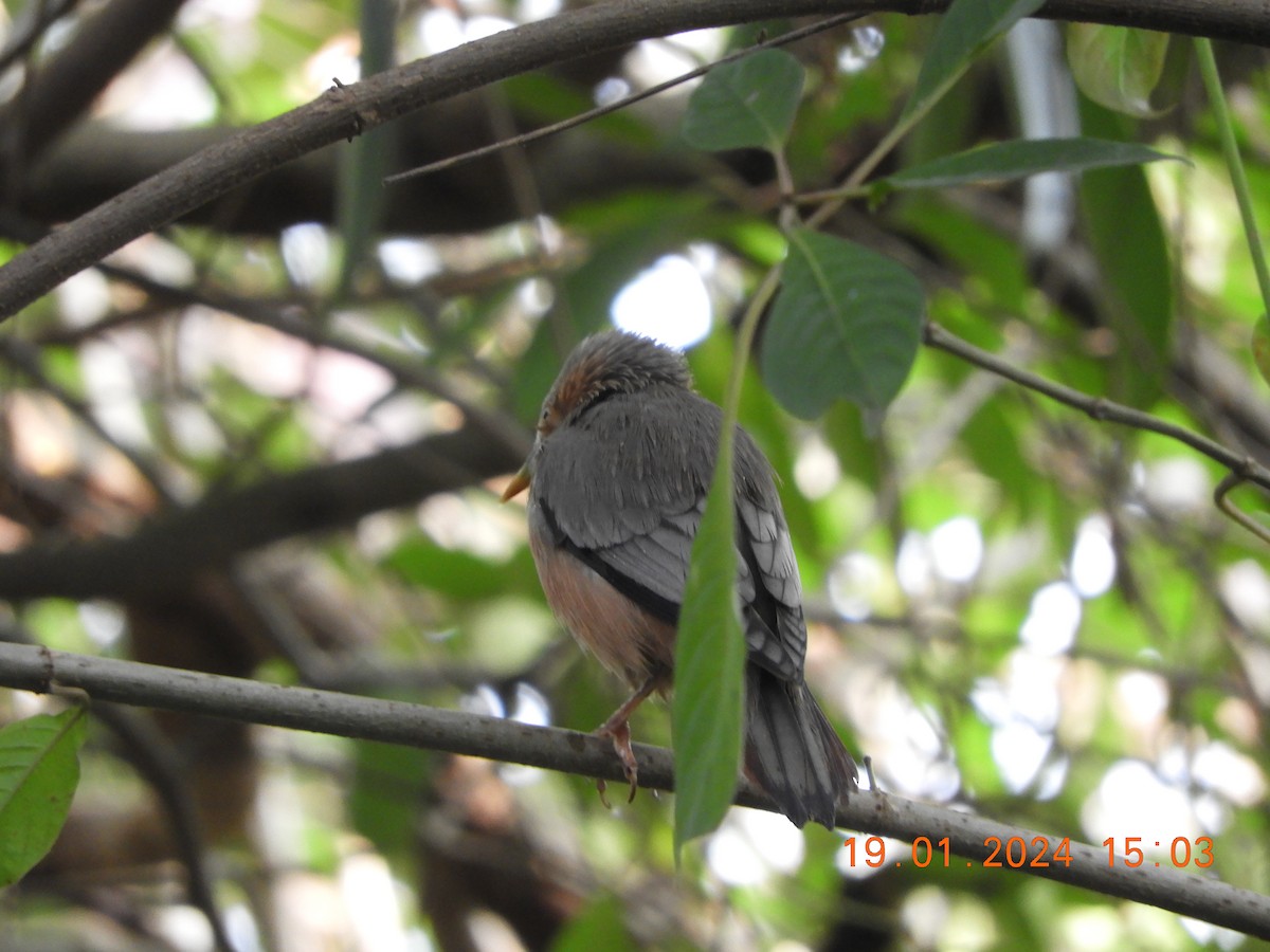Chestnut-tailed/Malabar Starling - ML613717681