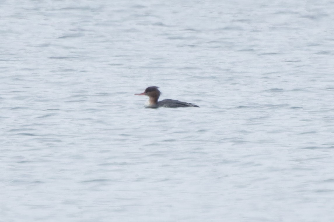 Red-breasted Merganser - ML613717685