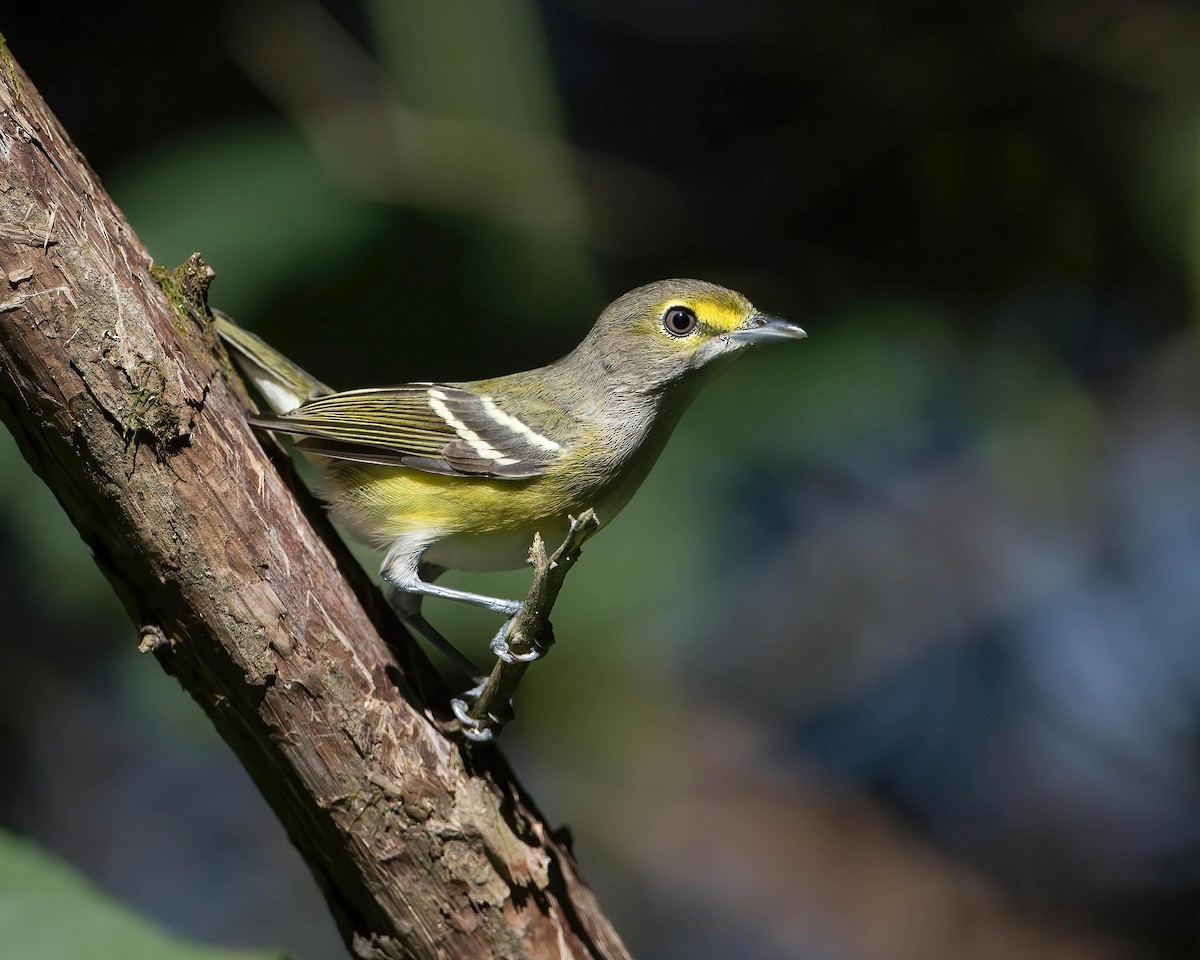 White-eyed Vireo - Brian Smith