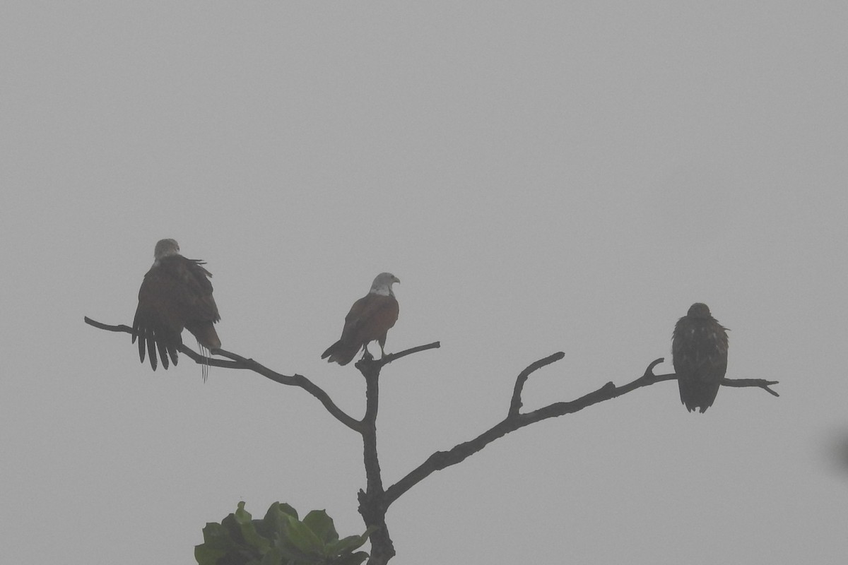 Brahminy Kite - ML613717718