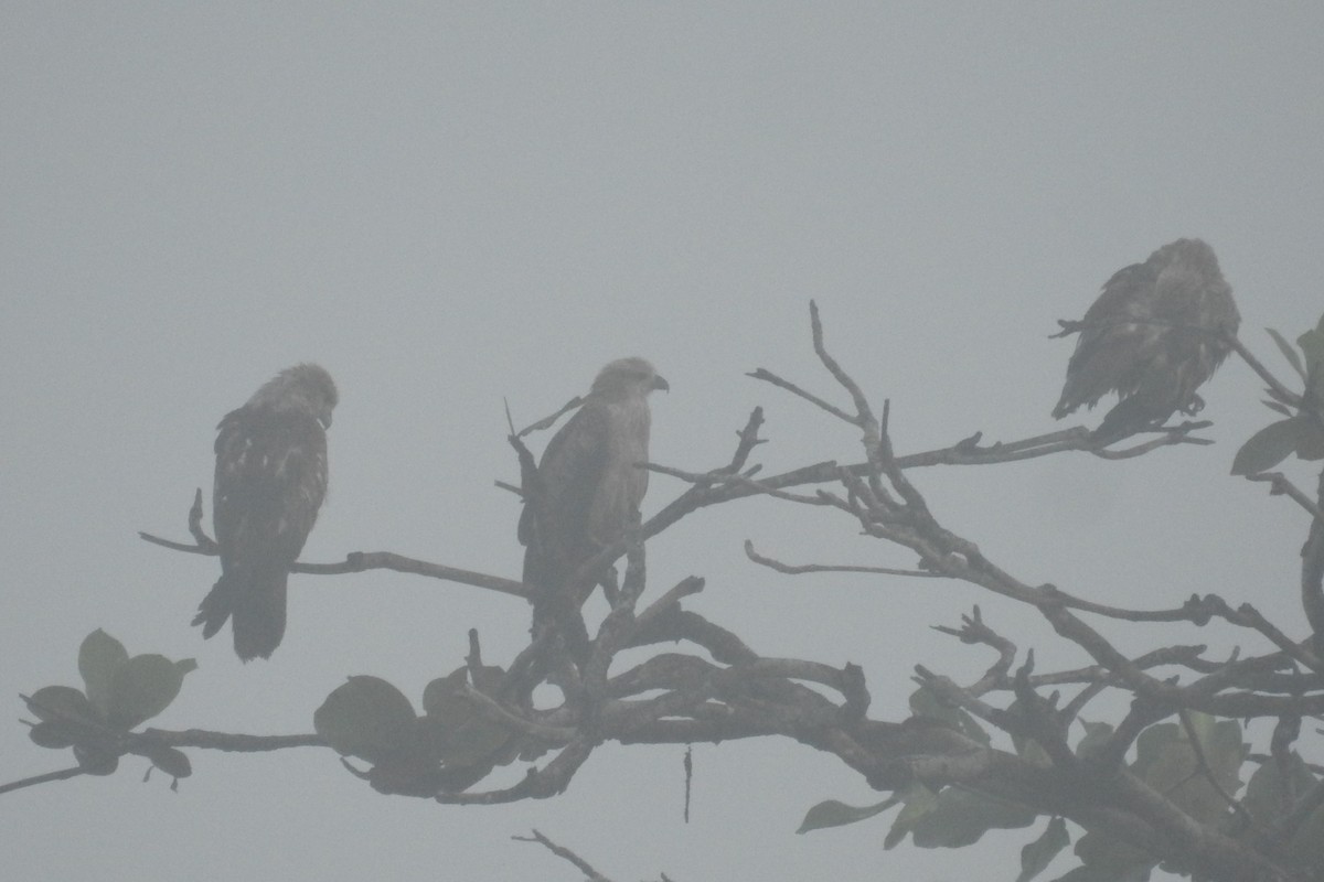 Brahminy Kite - ML613717719