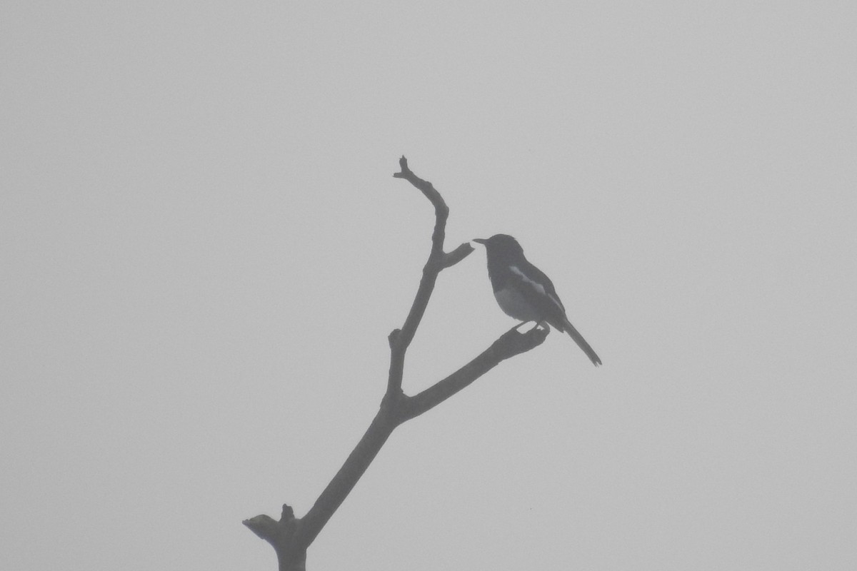 Oriental Magpie-Robin - ML613717735