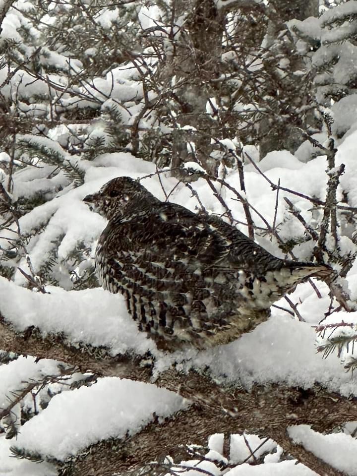 Gallo Canadiense - ML613717761