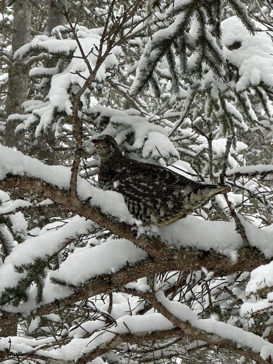 Spruce Grouse - ML613717762