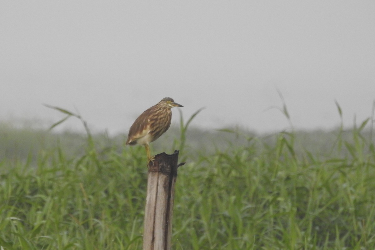 Indian Pond-Heron - ML613717782