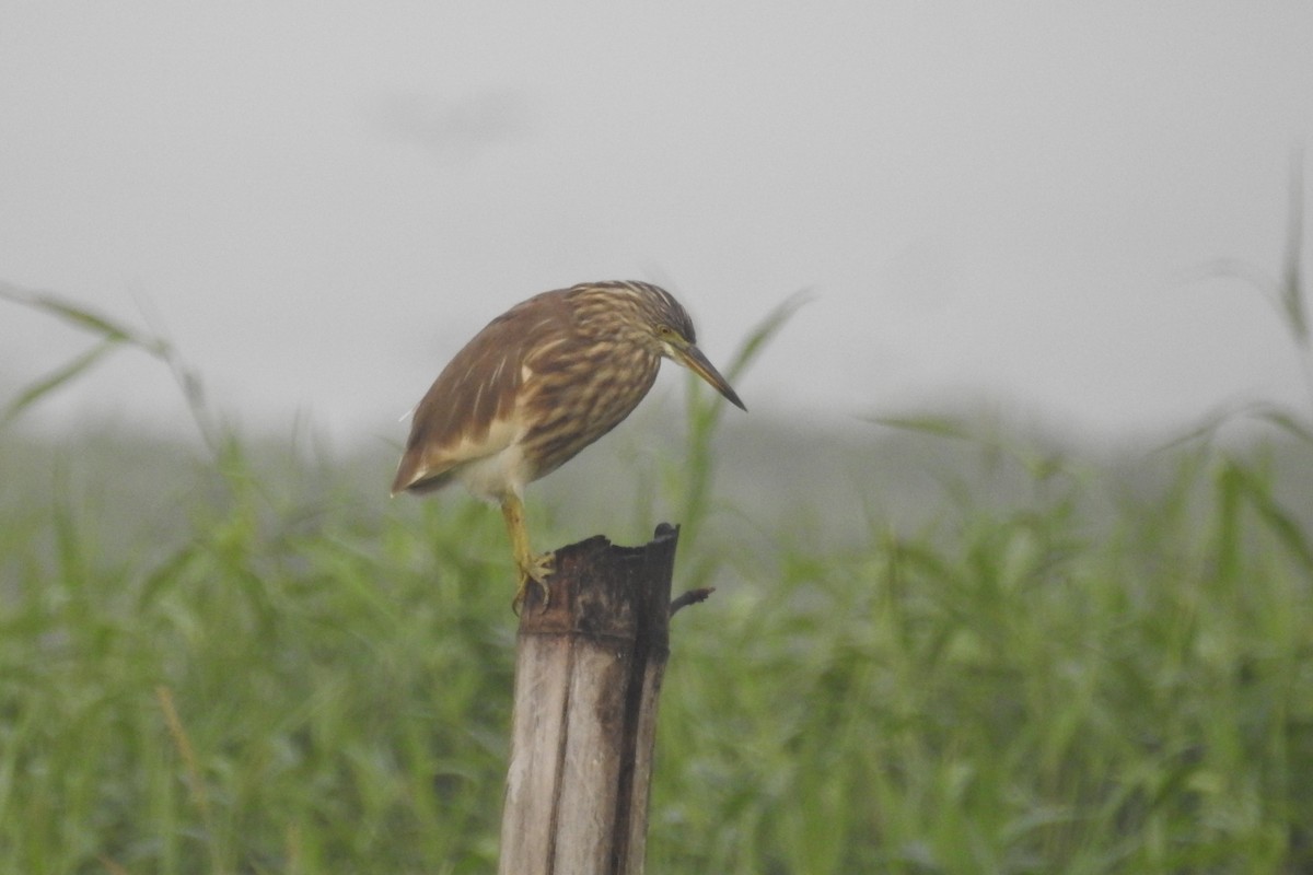 Indian Pond-Heron - ML613717783