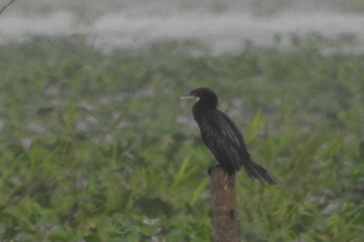 Little Cormorant - ML613717794