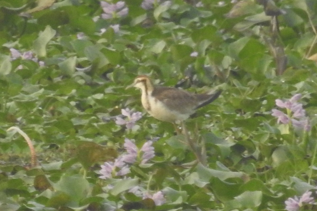 Pheasant-tailed Jacana - ML613717800